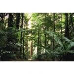 Eucalyptus oil