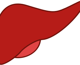 liver heatlh