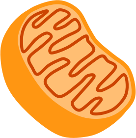 mitochondria cell for energy