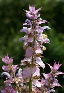 Clary Sage Essential Oil