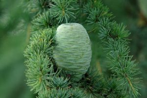 cedarwood atlas essential oil