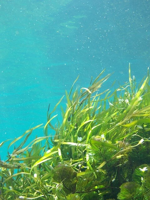 seaweed algae