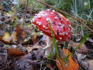 fungi, mold, yeast