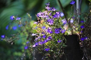 lobelias flowers