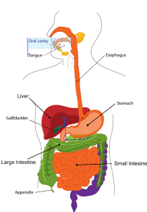 digestive enzymes