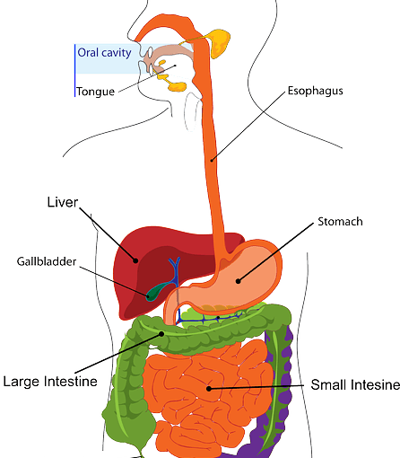 digestive enzymes