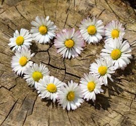 heart health shaped daisies