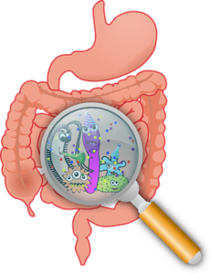 gut health