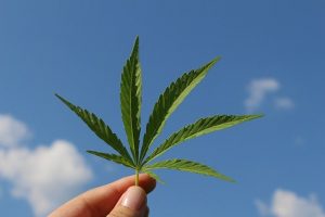 hemp endocannabinoids
