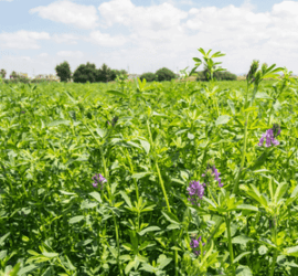 trace minerals alfalfa