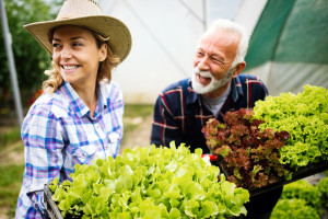 immune system health Grandfather growing organic vegetables with grandchildren and family at farm