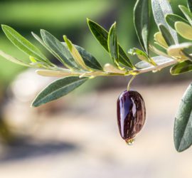 Olive Oil Benefits