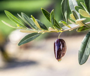 Olive Oil Benefits - olive oil drops from the olive berry.